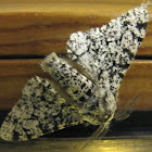 White-bodied Peppered Moth