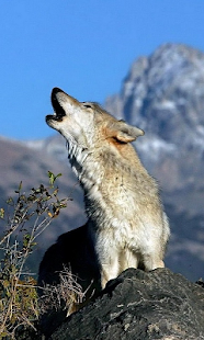 늑대는 배경 화면 라이브 Screenshots 4