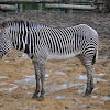 Grévy's Zebra