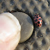 Lady Bug