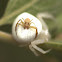 Flower Crab Spider (Male & Female)