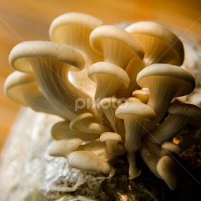 Family Tree_V by Shadat Hossain - Nature Up Close Mushrooms & Fungi