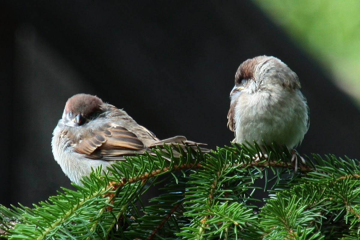 House sparrow (fledglings)