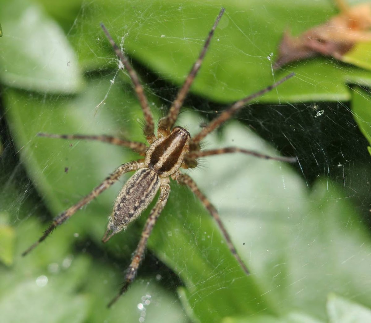Grass Spider in cobweb (female)