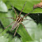 Grass Spider in cobweb (female)