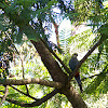 Pale-headed Rosella