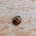 multicolored Asian lady beetle