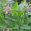 Comfrey