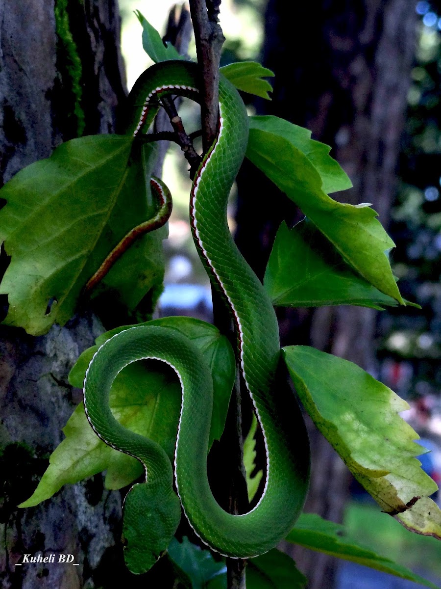 Pope's Bamboo Pit Viper