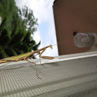 Praying mantis vs katydid