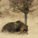 Lion & Lioness (mating)
