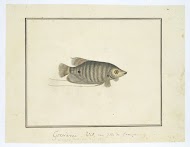 Unidentified tropical fish