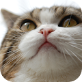 Funny Cute Cat Video Apk