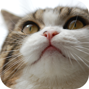 Funny Cute Cat Video 1.0