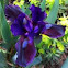 Dwarf Bearded Purple Iris