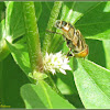 Spotted-eye Syrphid Fly