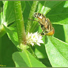 Spotted-eye Syrphid Fly