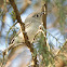 Ruby-crowned Kinglet