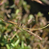 Scarlet Dragonfly - Female