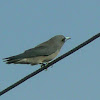 Ashy Woodswallow