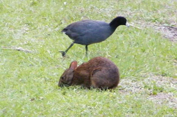 Marsh Rabbit and Coot | Project Noah