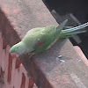 Alexandrine Parakeet (Female)