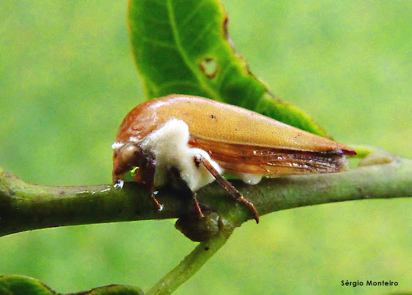 Treehopper | Project Noah