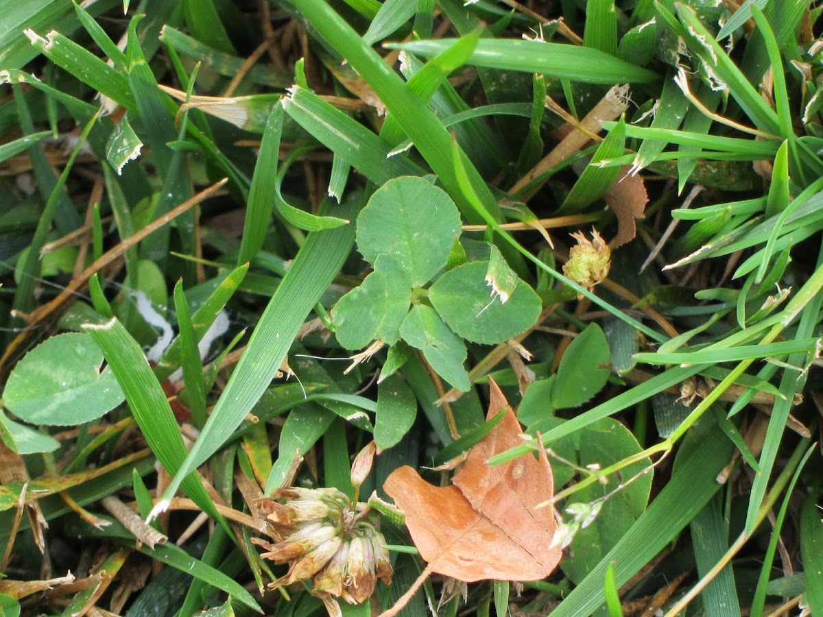 Four-leaf Clover