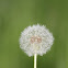 Dandelion (Paardenbloem)