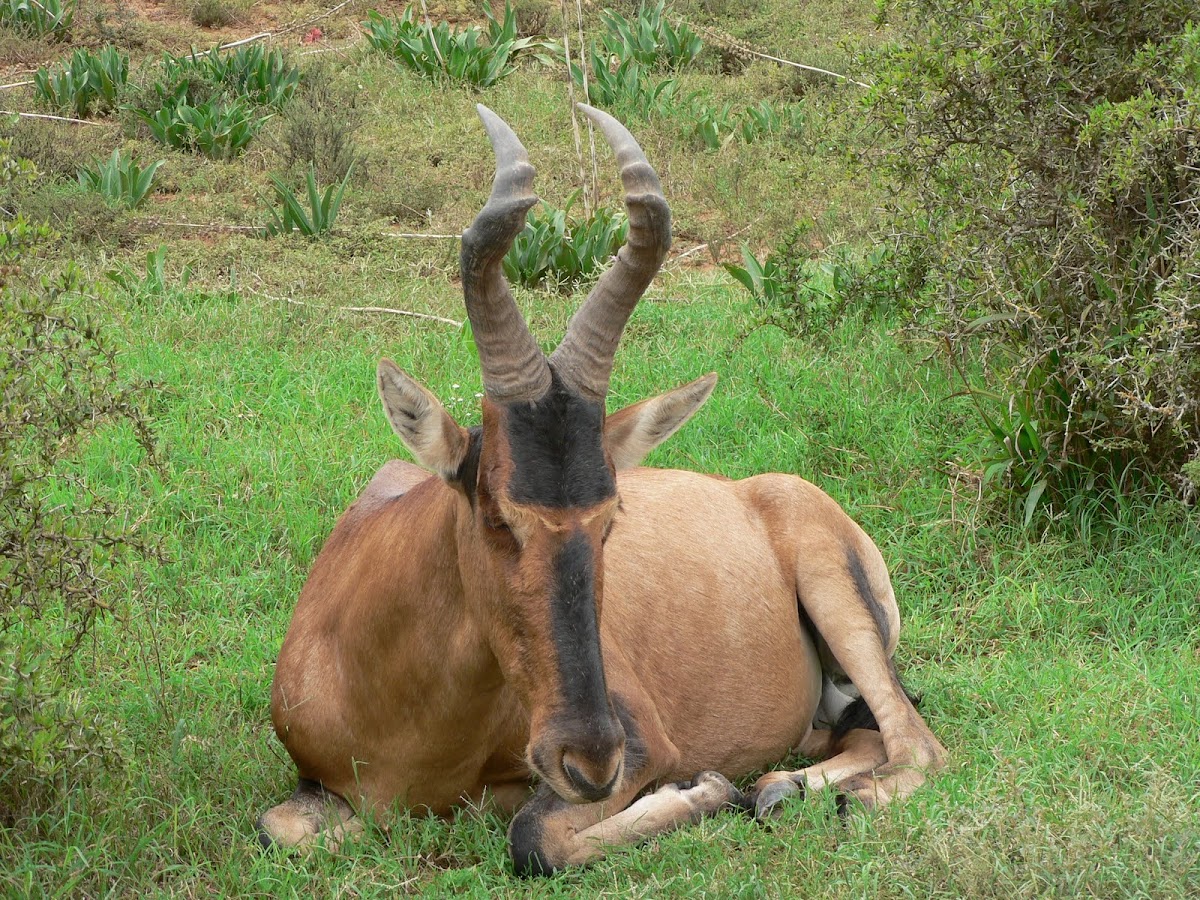 Red hartebeest