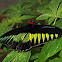 Rajah Brooke's Birdwing Butterfly