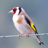 European Goldfinch (Stieglitz)