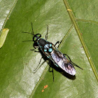 Blue Soldier Fly