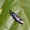 Blue Soldier Fly