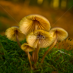 by Peter Samuelsson - Nature Up Close Mushrooms & Fungi