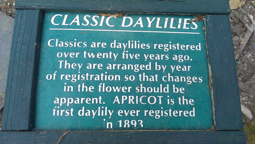 Classic Daylilies