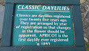Classic Daylilies