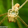 Green lynx spider molt