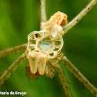 Green lynx spider molt