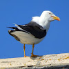 Great Black-backed Gull