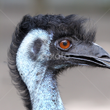 Emu by Jared Lantzman -  