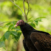 Turkey Vulture