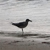 American Herring Gull