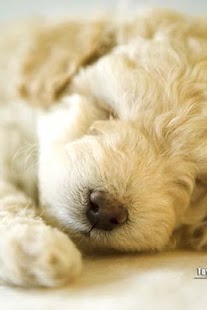 How to mod Poodle Puzzle 1.1 mod apk for android