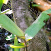 spider web