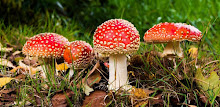 Amanita Muscaria Puzzle APK