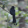 Greater Racket-tailed Drongo