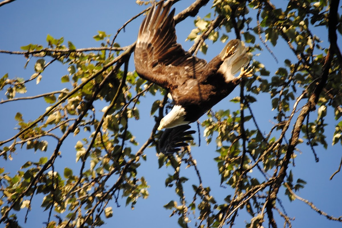 Bald Eagle