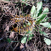 Mediterranean banded centipede