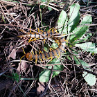 Mediterranean banded centipede